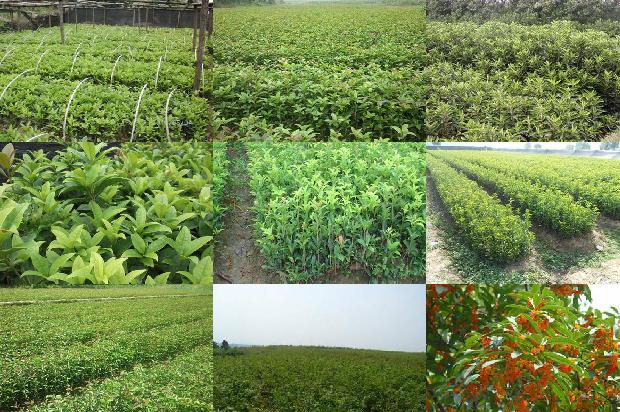 桂花树那种桂花最好1675125973505