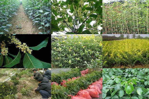 直径10公分桂花价格