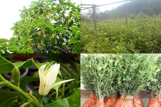 孕妇喝桂花泡茶可以吗1689381226218