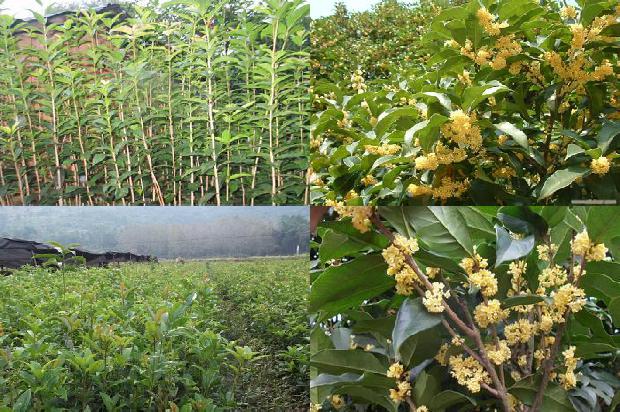 桂花种类有多少种1675127312011