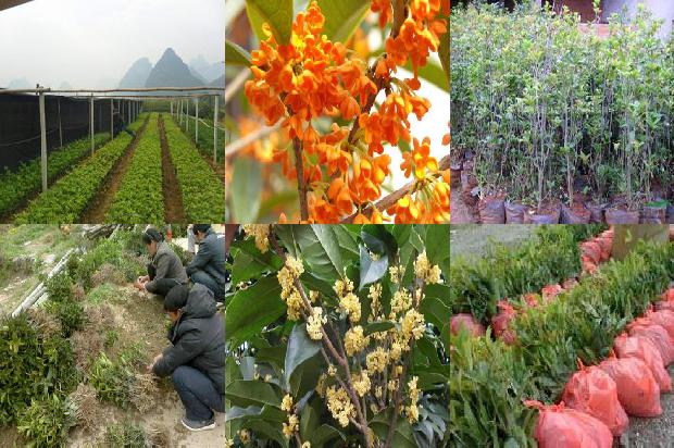 桂花树用什么种1675210390028
