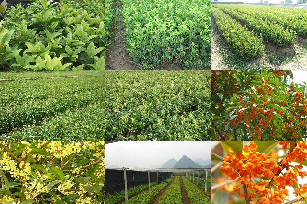 一株什么样的桂花树1675211468320