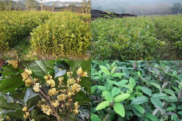 湖北桂花树苗最新价格行情表1690418508179
