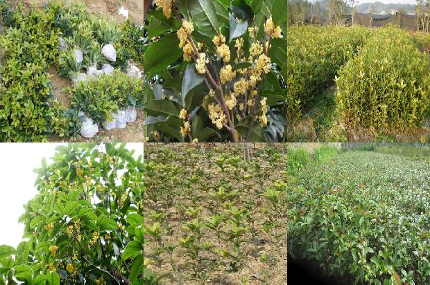 桂花红茶可以加蜂蜜吗1689035419513