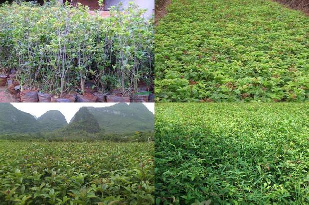 山桂花和桂花区别1675212711552