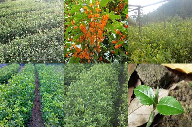 合肥桂花树价格行情走势最新1690504915443