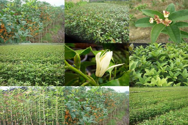 茶花树和桂花树哪种值钱1675297480334