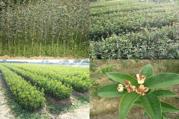 茶花树和桂花树哪种值钱1675297480340