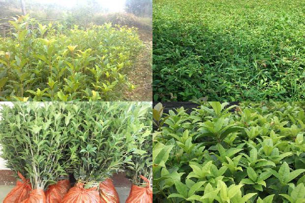 茶花树和桂花树哪种值钱1675297480346