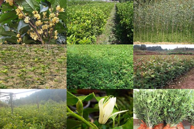校园里的桂花树的资料和特点1690677504628