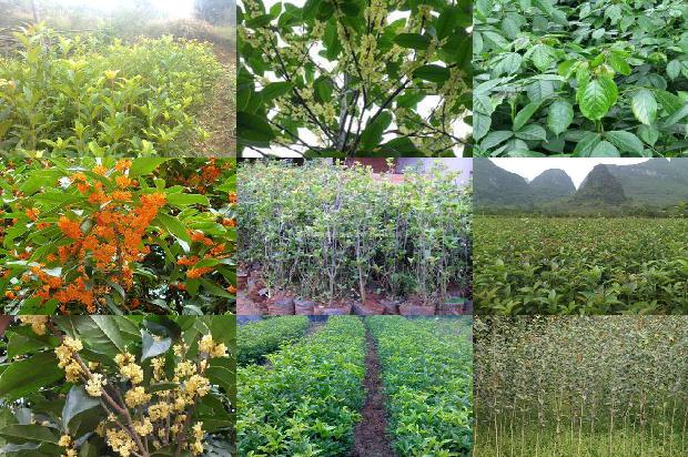 桂花树10公分多少钱一盆呢1689899566793