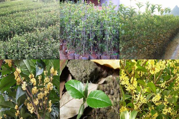 后院种桂花树好不好1675299659663