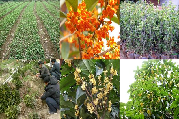 桂花盆栽什么时候换盆1688862019890