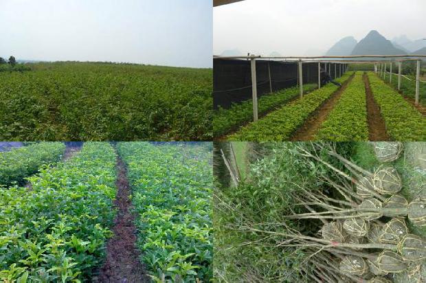 南阳桂花树10公分价格1689726881236