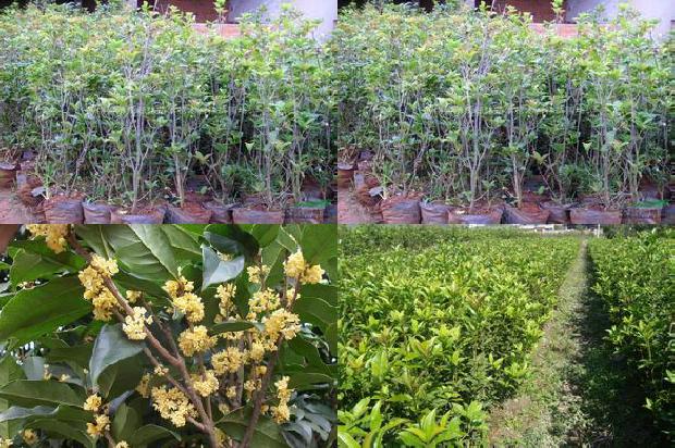 桂花和什么花茶搭配1689577029783