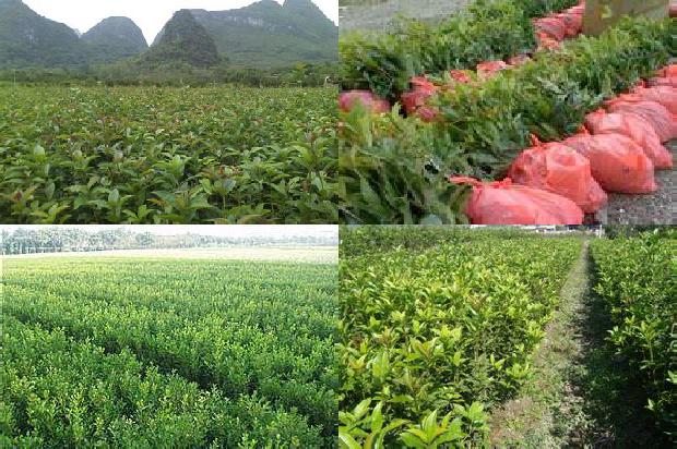 车里放桂花和茉莉花哪个好闻点1689576755566