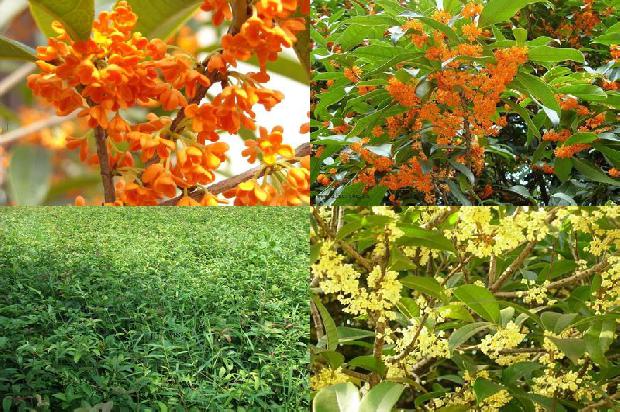 桂花树移栽后僵苗1690417952769