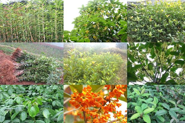 桂花树树苗价格多少钱一颗1675495995261