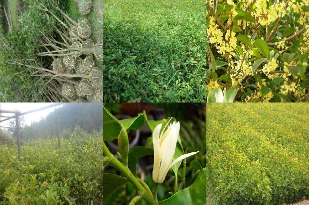 桂花怎样做成桂花茶1688607840735