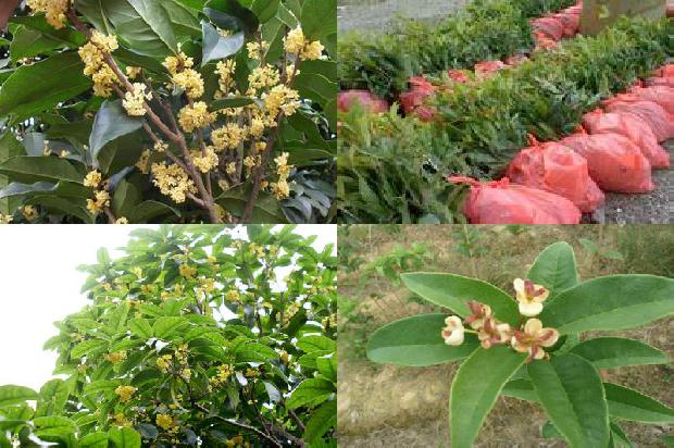 桂花树苗培植方法1675497408721