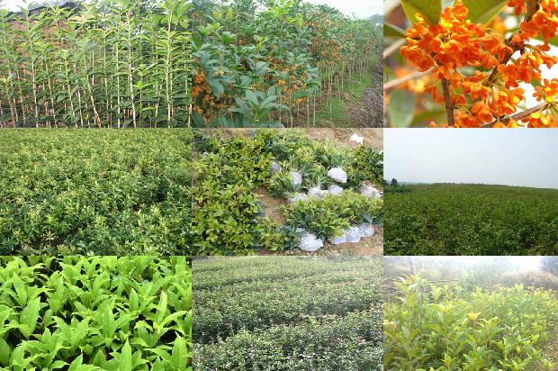 桂花树苗培植方法1675497408727