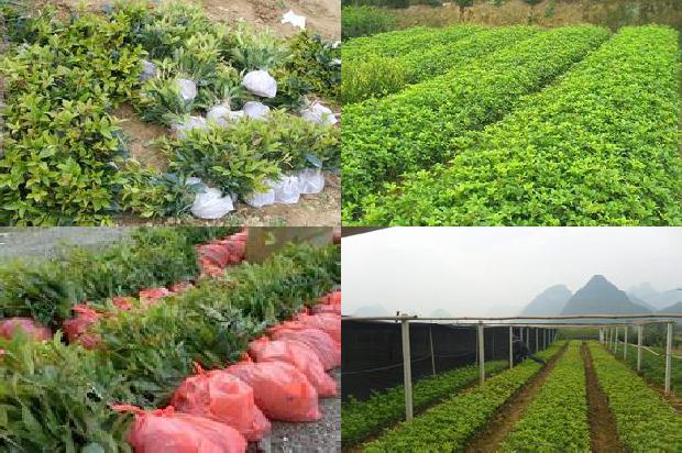 桂花树种怎么种1675497832892