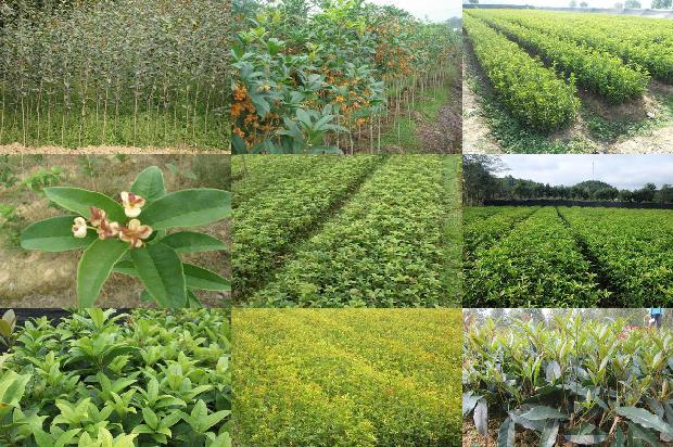 桂花和茉莉花哪个好闻些1689576737853
