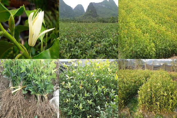 桂花在北方能越冬吗1688521561674