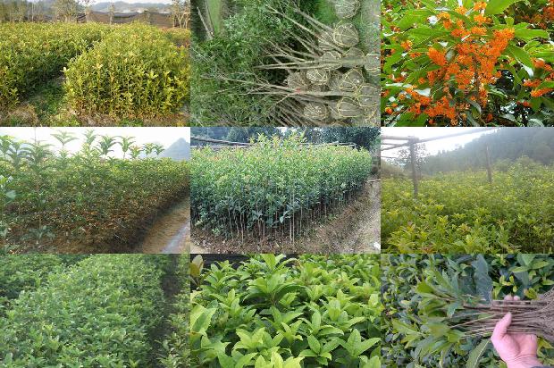 桂花苗怎么种植方法1675498995902