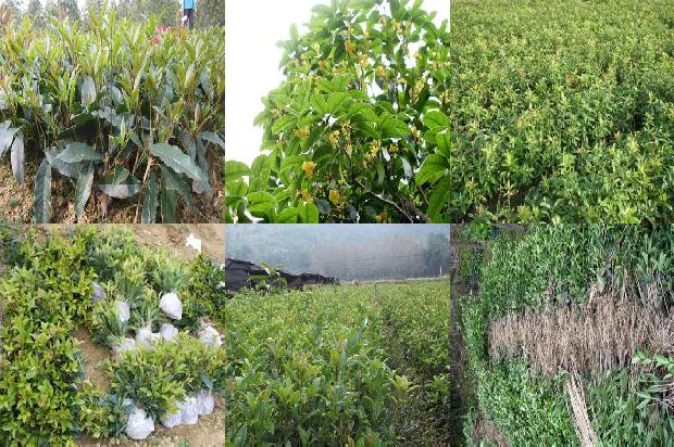 桂花苗怎么种植方法1675498995914