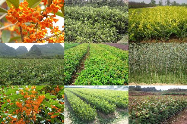 四川成都桂花苗基地1675499195898