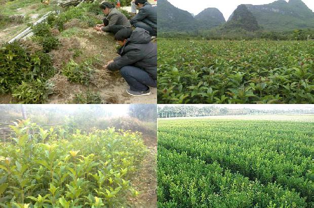 桂花树苗怎么种植1675580910337
