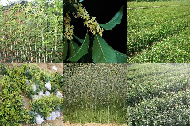 桂花树苗怎么种植1675580910343
