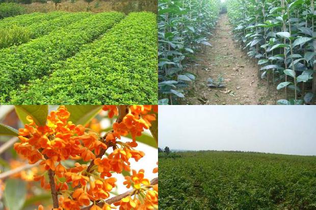 桂花泡茶量多少1688949013366
