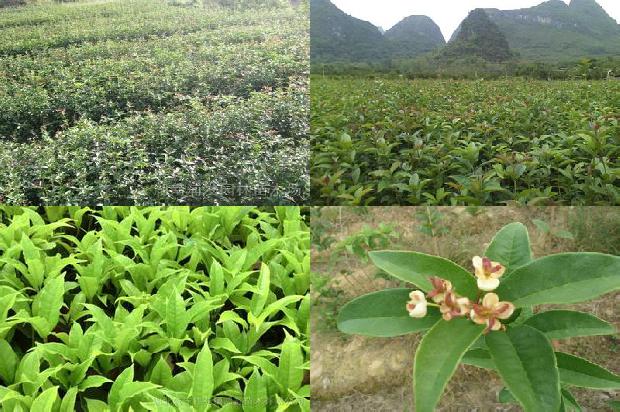 桂花树树型1675581730520