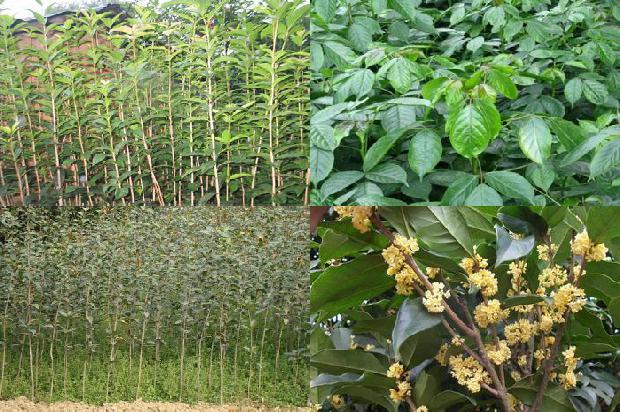 桂花树苗二年苗怎么种1675582543805