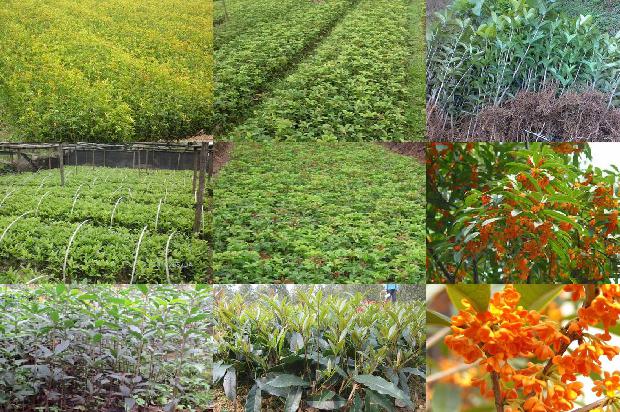 桂花树施肥量标准是多少1688433795572