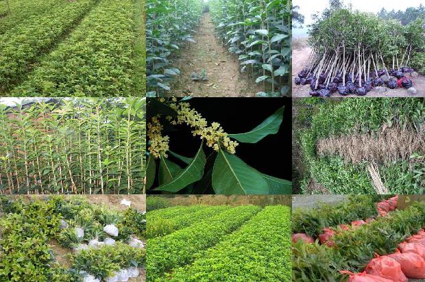 桂花可以和茉莉一起泡水喝吗1689208634478