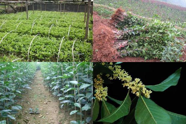桂花香荔枝苗价格每株1675583819774