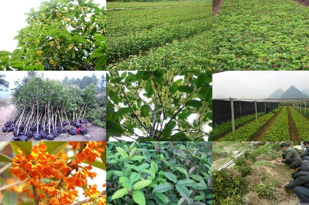 桂花香荔枝苗价格每株1675583819792