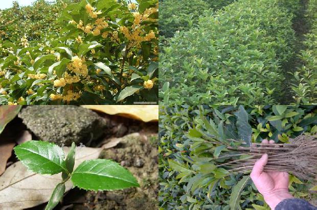 桂花几月份移栽成活率高?1690072502651