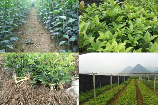 枸杞桂花玫瑰花茶1689208135901