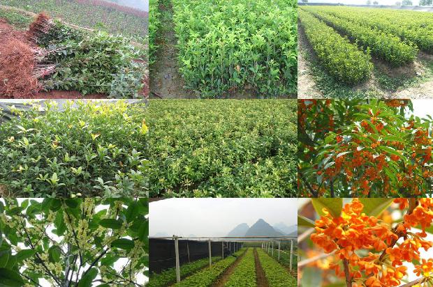 桂花一年苗价格1675584388856