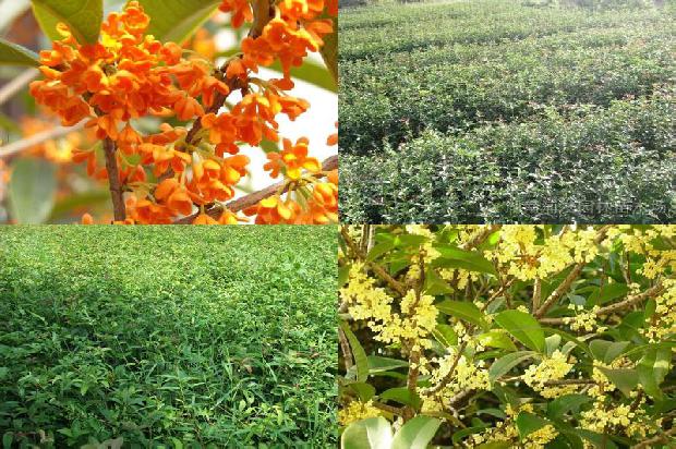 丹桂桂花苗基地1675585093663
