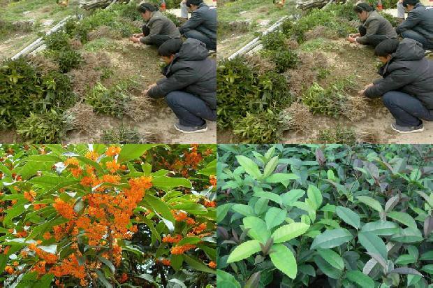 桂花树苗20公分价格1675651499410