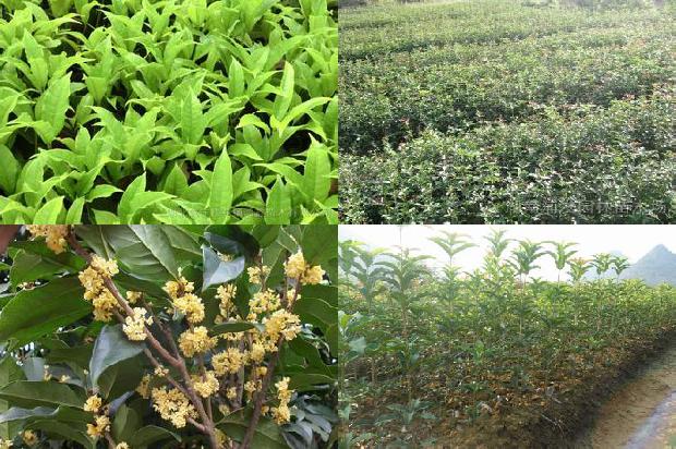 桂花树苗10公分多少钱1675651824281