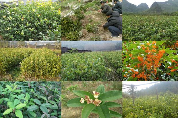 桂花树苗批发基地1675653022214