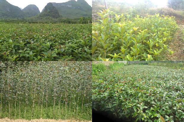 郑州市桂花树多的地方1690591183618