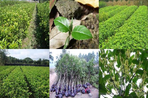 桂花茶的功效与作用及饮用方法及禁忌症1689381235275