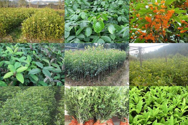 桂花怎么样做成干桂花片1689034974599